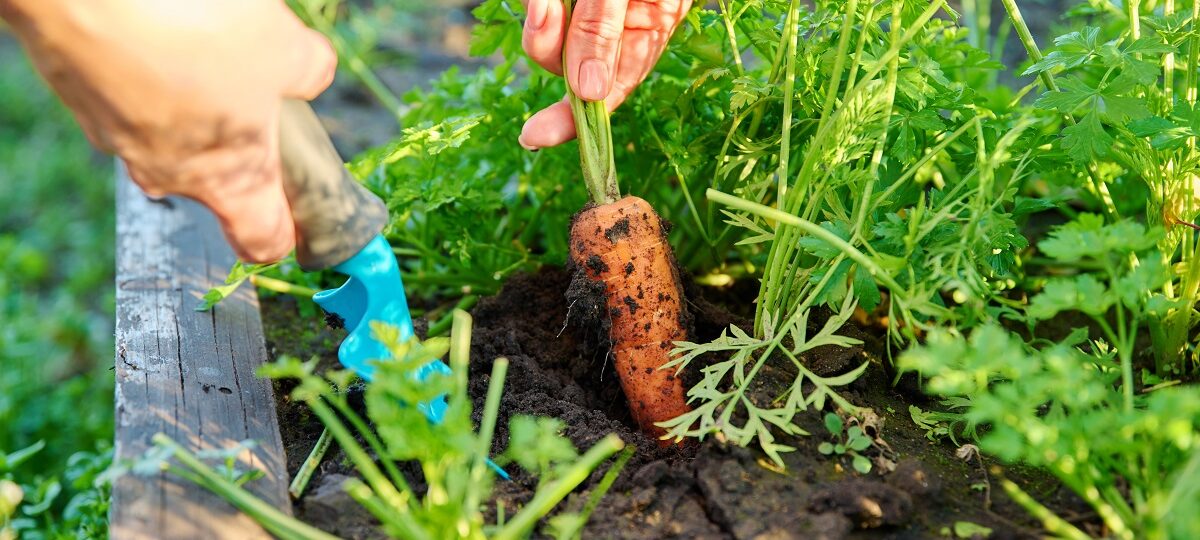 Kiedy kopać ogródek? Najlepszy czas na pielęgnację swojego kawałka ziemi