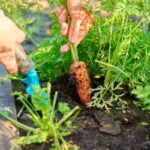 Kiedy kopać ogródek? Najlepszy czas na pielęgnację swojego kawałka ziemi
